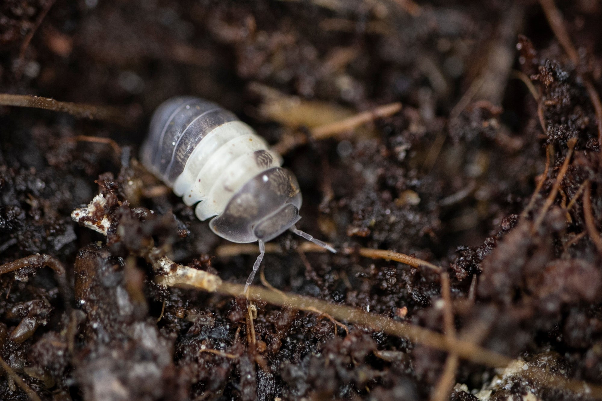 A close-up image showcases a segmented Panda King Isopod from the Cubaris variety, displaying grey and white patterns as it crawls on dark, textured soil. The background features a blend of soil and small sticks, creating a natural, earthy setting.