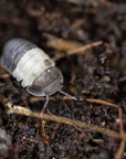 A close-up image showcases a segmented Panda King Isopod from the Cubaris variety, displaying grey and white patterns as it crawls on dark, textured soil. The background features a blend of soil and small sticks, creating a natural, earthy setting.