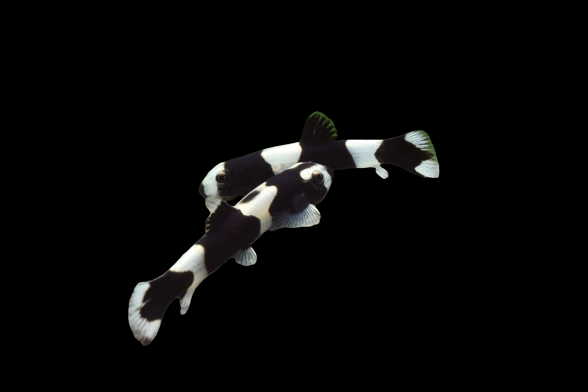 In a serene setting, two Panda Loaches – Yaoshania Pachychilus – glide elegantly against a shadowy backdrop. Their bodies display striking, contrasting patterns that accentuate their distinctive look.