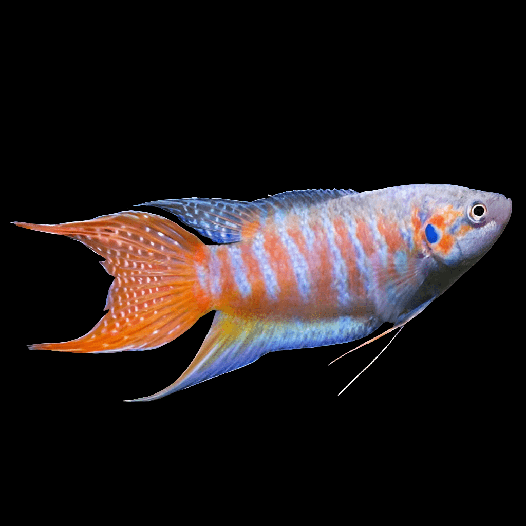 The Paradise Gourami - Macropodus Opercularis boasts a vibrant orange and blue body with long, flowing fins and a striking stripe pattern, set against a plain black background.