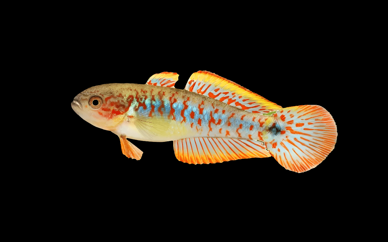 The Peacock Gudgeon - Tateurndina Ocellicauda is a vibrant fish featuring striking orange, blue, and red markings on a black background. Its large fins and tail are adorned with vivid stripes and spots.