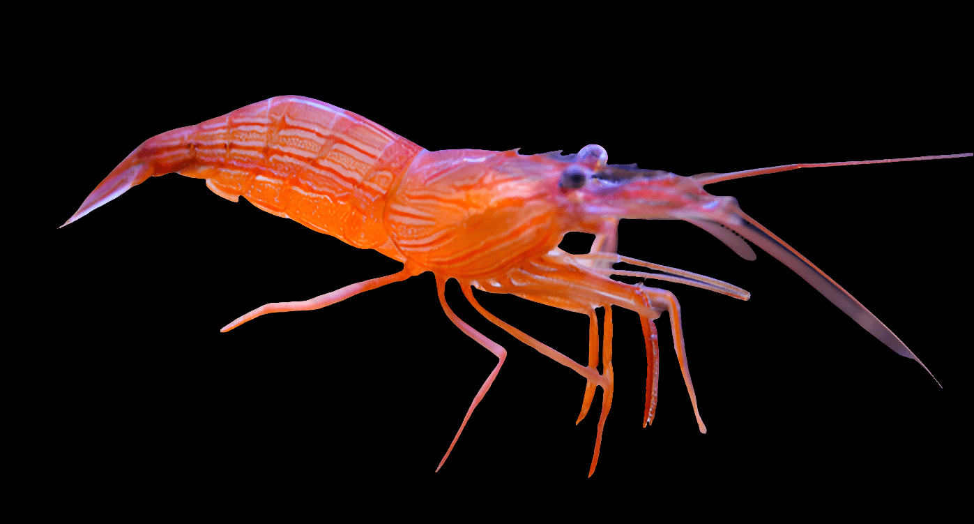 A vibrant Peppermint Shrimp (Lysmata wurdemanni) displayed against a black background, highlighting its long antennae and intricate body structure.