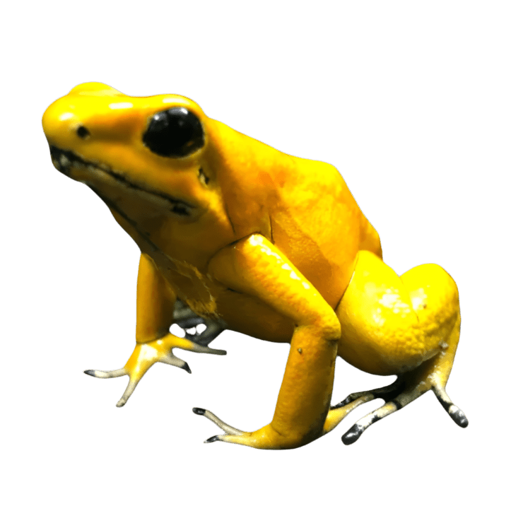 The Phyllobates Terribilis- Dart Frog is depicted against a plain background, showcasing its vibrant yellow coloration and black eyes. Positioned upright, the frog displays its smooth skin and splayed toes. Renowned for its loud call, this captivating creature naturally attracts attention.