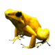 The Phyllobates Terribilis- Dart Frog is depicted against a plain background, showcasing its vibrant yellow coloration and black eyes. Positioned upright, the frog displays its smooth skin and splayed toes. Renowned for its loud call, this captivating creature naturally attracts attention.