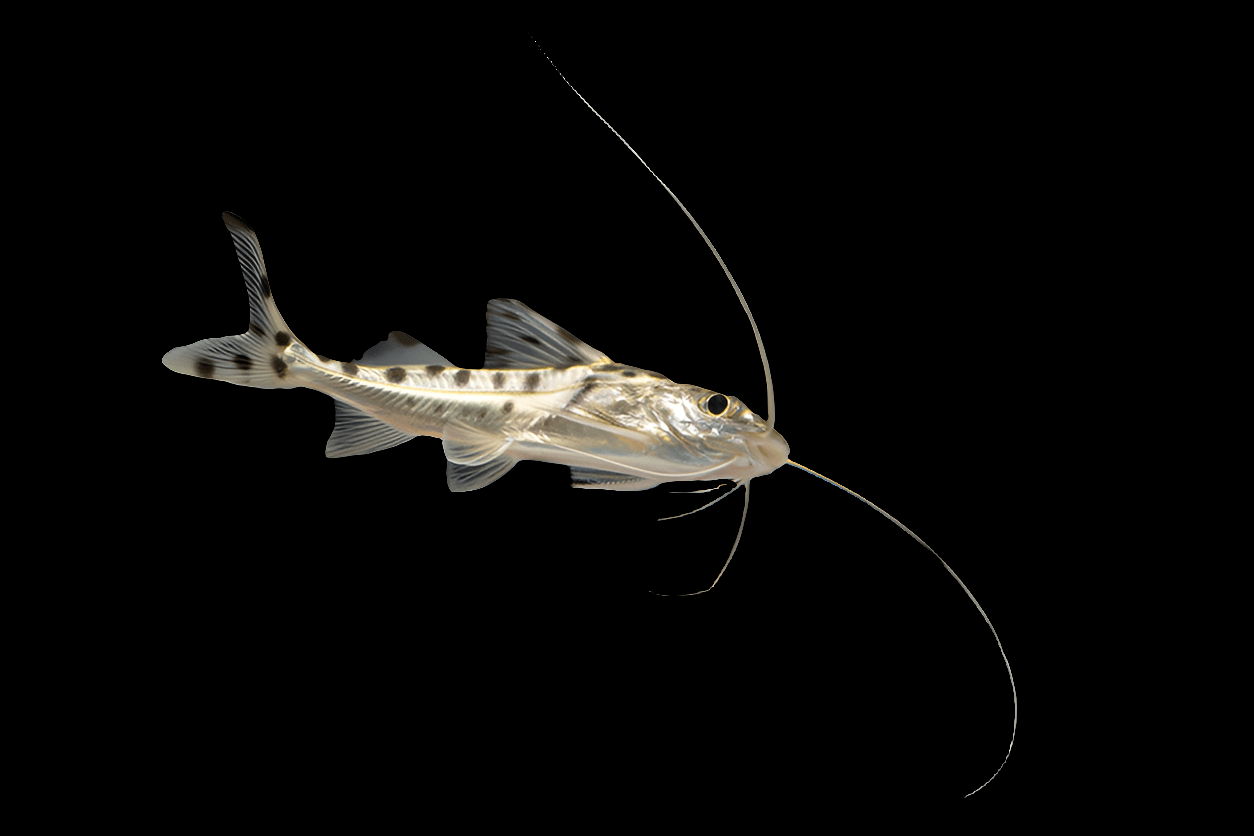 A Pictus Catfish - Pimelodus Pictus, showcasing its small, translucent body with long whisker-like barbels, swims against a black background. Its body displays spotted patterns and delicate fins.