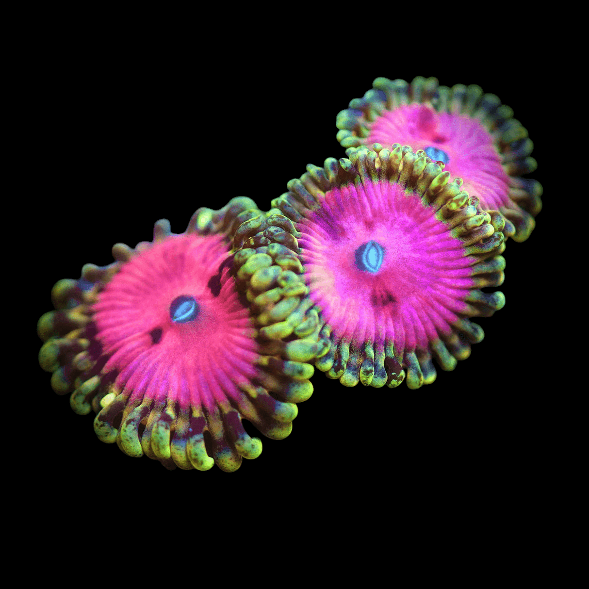 Close-up of three Pink Diamond Zoanthids against a black background, featuring vibrant pink centers and contrasting green, frilled edges that highlight their intricate textures and vivid colors.