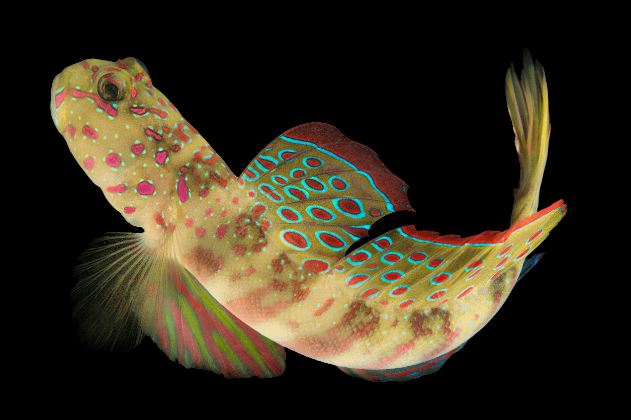 A vibrant fish with a patterned body showcasing red, blue, and yellow spots and stripes. Similar to the Pink Spotted Goby (Cryptocentrus leptocephalus), it features large, flowing fins and a uniquely shaped tail set against a black background.