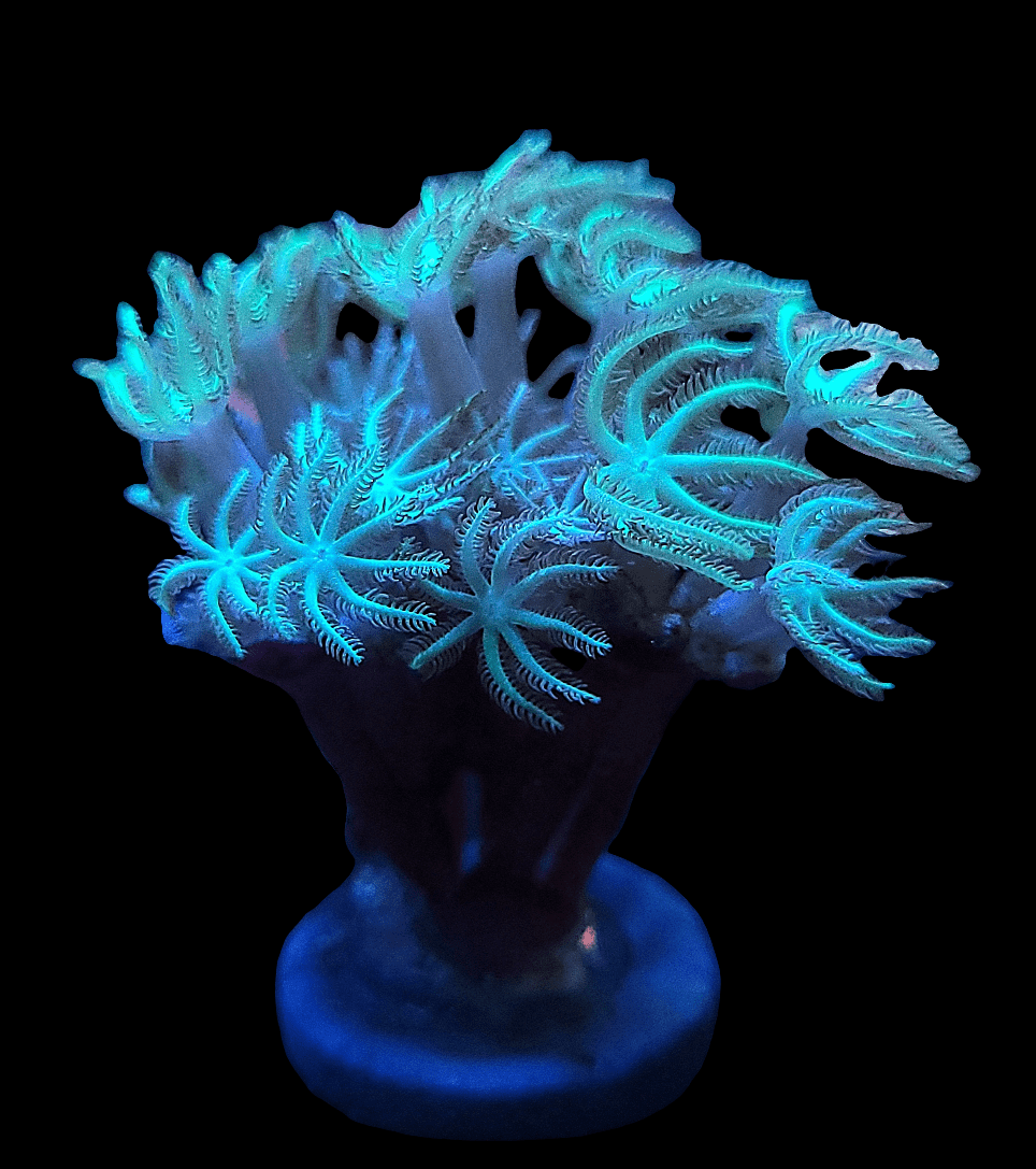 A Pipe Organ coral, glowing with bioluminescent light and adorned with intricate, feathery polyps, stands out against a dark background. The vibrant blue-green hues accentuate its delicate structure.