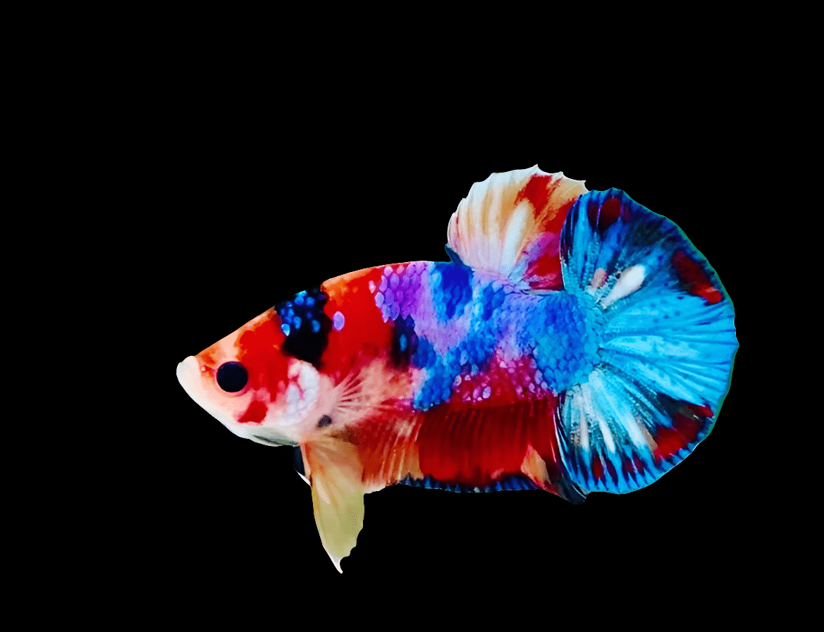 A vivid Plakat Betta, displaying a blend of red, blue, and white hues across its body and fins, swims against a solid black backdrop.