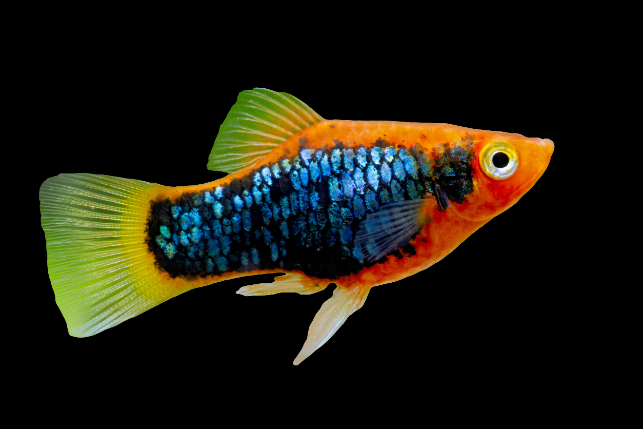 A Platy - Red Tuxedo fish (Xiphophorus maculatus) with a bright orange head and tail, dark blue and black body markings, and translucent fins shimmers with an iridescent sheen against a black background.