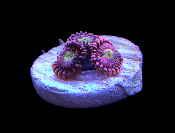 The Playboy Bunny Zoanthids are a vibrant coral specimen showcasing an array of colorful polyps, predominantly in shades of purple and green, set against a black background to accentuate their vivid colors and intricate textures.