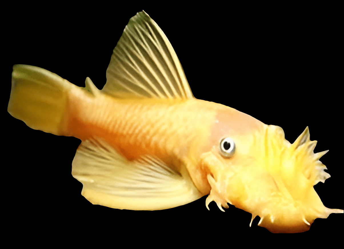 A close-up image of the Pleco Bristlenose - Albino Sml catfish, showcasing its distinct facial bristles against a black background. The yellow fish has long fins and seems to be swimming to the left.