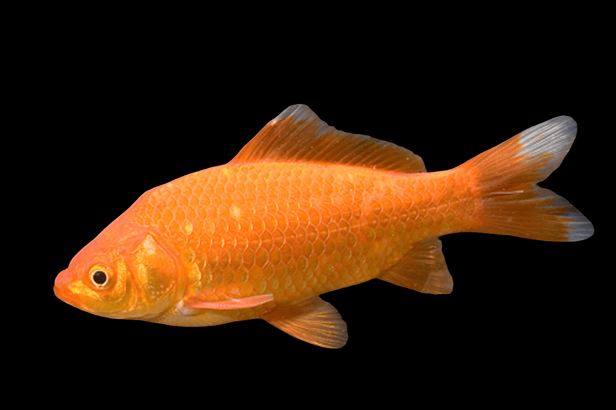 A lone Pond Comet Goldfish - Large set against a dark backdrop, highlighting its bright orange scales, fins, and tail.