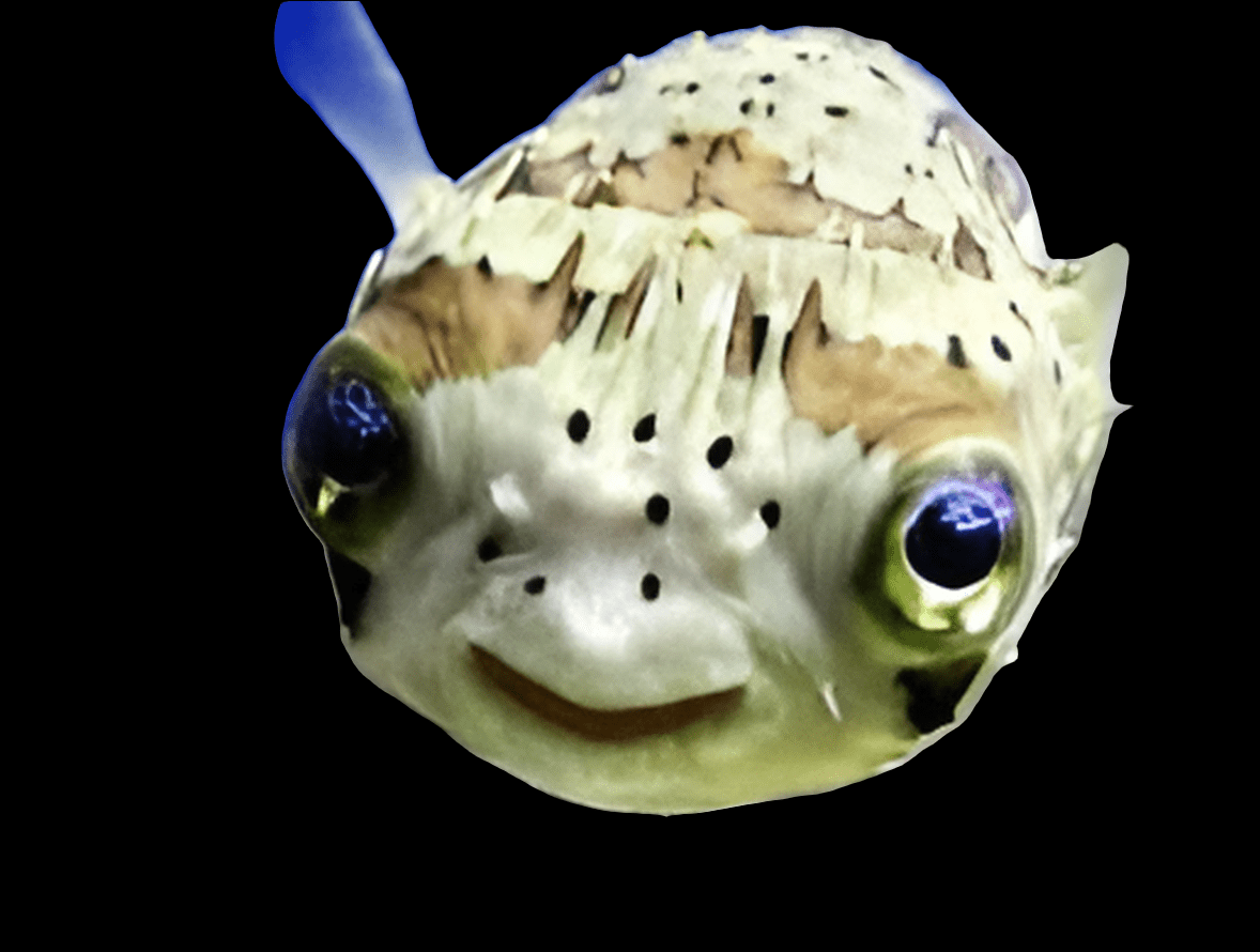 A close-up of a small Porcupine Puffer, Diodon Holocanthus, showcasing its light-colored body, large round eyes, and slightly smiling expression against a black background. Its skin features textured patterns with small dark spots and brown patches.