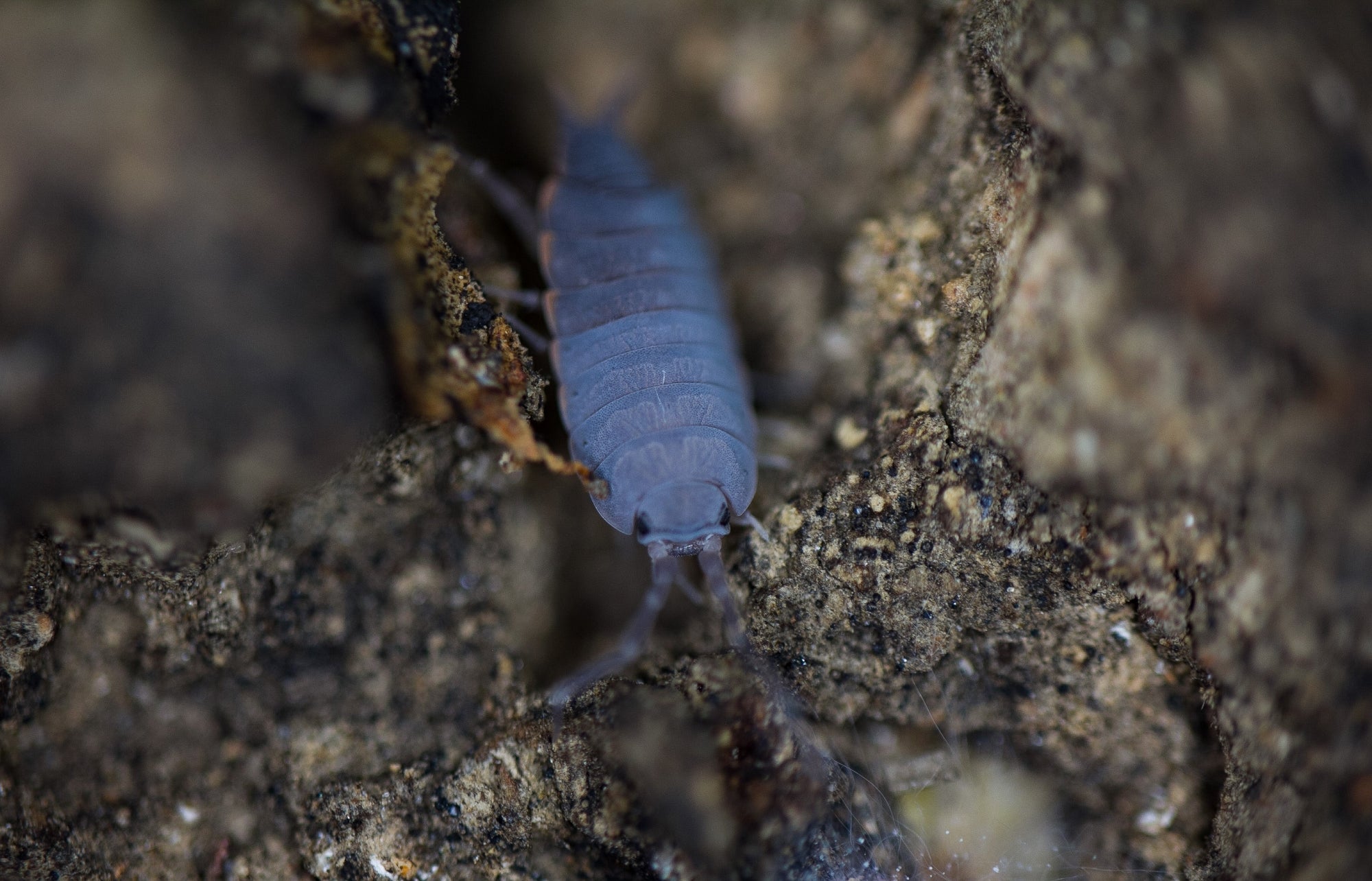 Close-up of a powder blue isopod nestled within a crevice of rough stone or bark, showcasing its segmented body and antennae. The earthy texture of the surroundings contrasts with the isopod's smooth, armored shell.