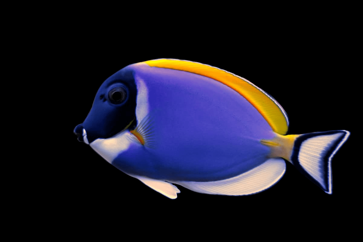 A Powder Blue Tang - Acanthurus leucosternon is depicted against a solid black background, showcasing its vibrant blue body with a yellow dorsal fin and white belly. The fish also displays distinctive black markings on its face and tail fins, adding to its striking contrast.