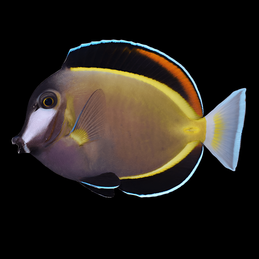 The Powder Brown Tang, scientifically known as Acanthurus Japonicus, is a lively tropical fish with a round body and pointed snout. It features striking blue, yellow, and black hues along with a unique orange stripe near its dorsal fin. Its fins are elegantly outlined in electric blue.