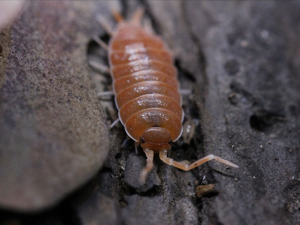 Close-up of a small Powder Orange Isopod from the Porcellionides Pruinosus mini colony on a rocky surface. The isopod's segmented body and multiple legs are visible as it crawls along the textured ground.