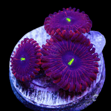 Close-up of three vibrant Purple People Eater Zoanthids with luminescent green centers, set against a dark background. The zoanthids display a radial symmetry, enhancing their striking appearance.