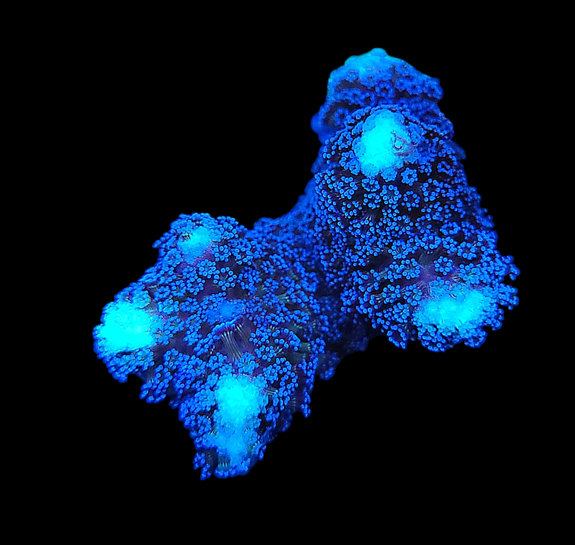 The Purple Stylophora - WYSIWYG coral illuminates under black light on a dark background, showcasing detailed patterns and clusters of small, flower-like polyps. Its glow creates vivid contrasts, highlighting the corals textured surface.