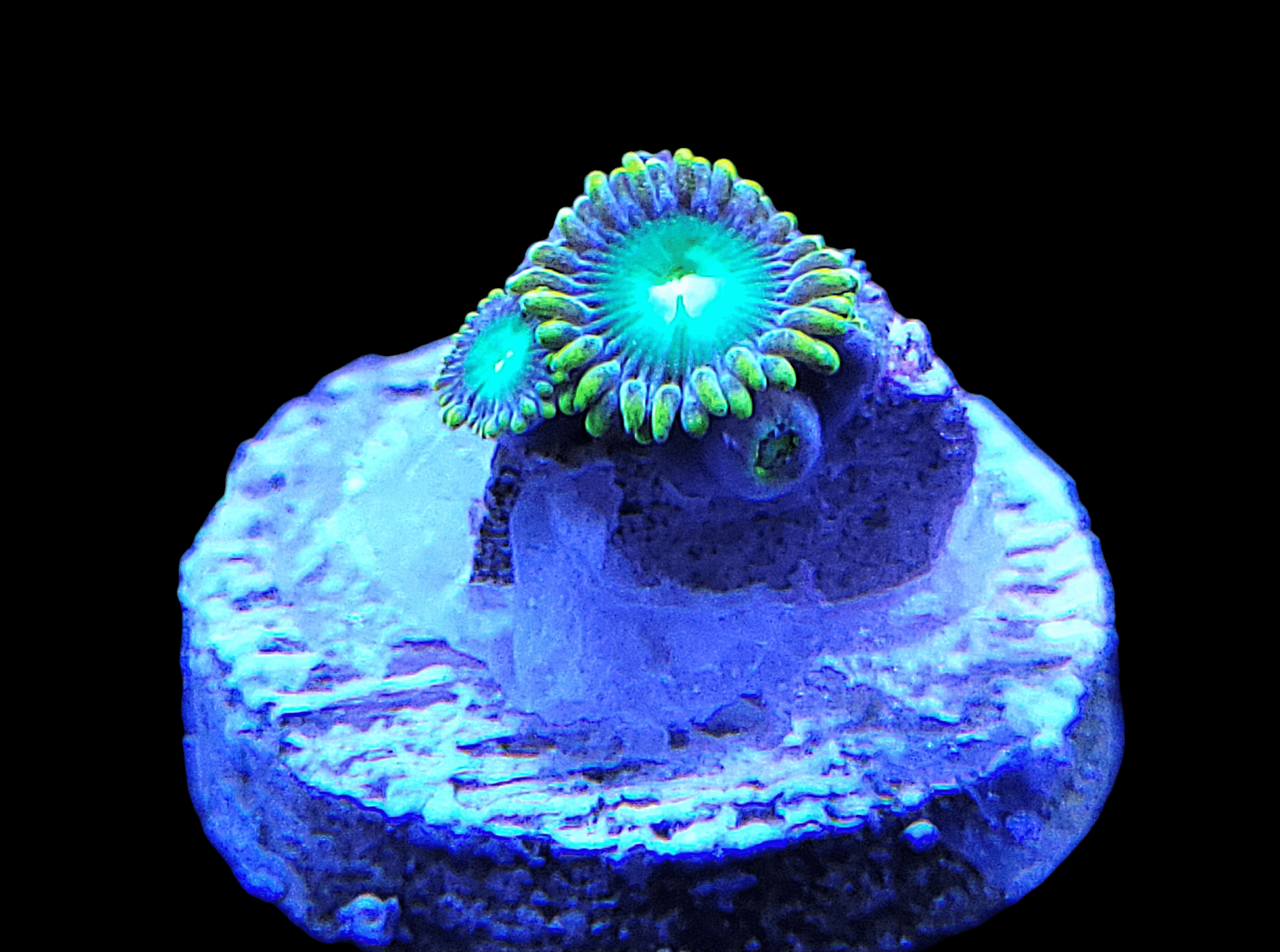 Under blue light, the Radioactive Dragon Eyes Zoanthids exhibit vibrant neon green and blue hues. They are mounted on a circular base against a black background, which highlights their bright and intricate patterns.