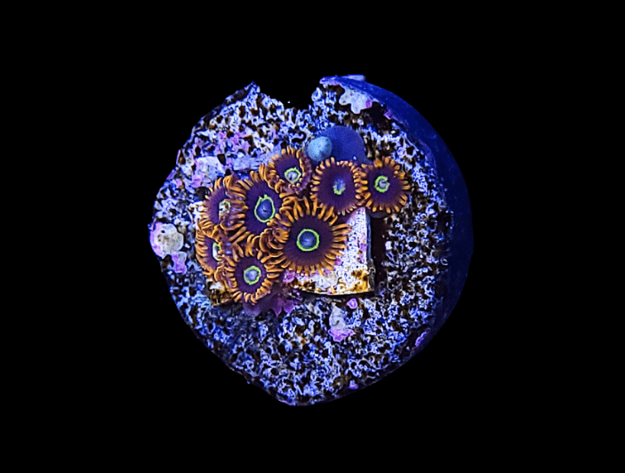 Close-up of Rainbow Hornet Zoanthids featuring vibrant coral polyps with orange and blue centers, surrounded by textured rocks on a dark background. The zoanthids appear circular, arranged on a small section of reef.