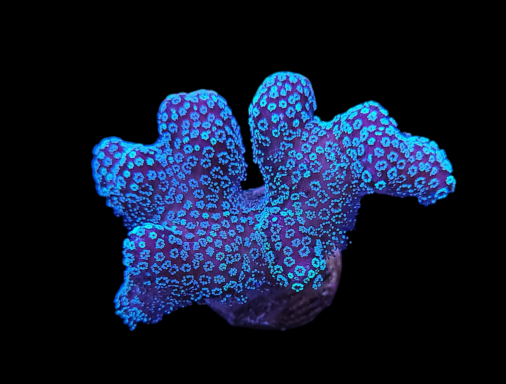 The Rainbow Stylophora - WYSIWYG features a vibrant coral with blue luminescent spots on a black background, resembling glowing polka dots, and an irregular branching structure that gives it a unique, otherworldly look.