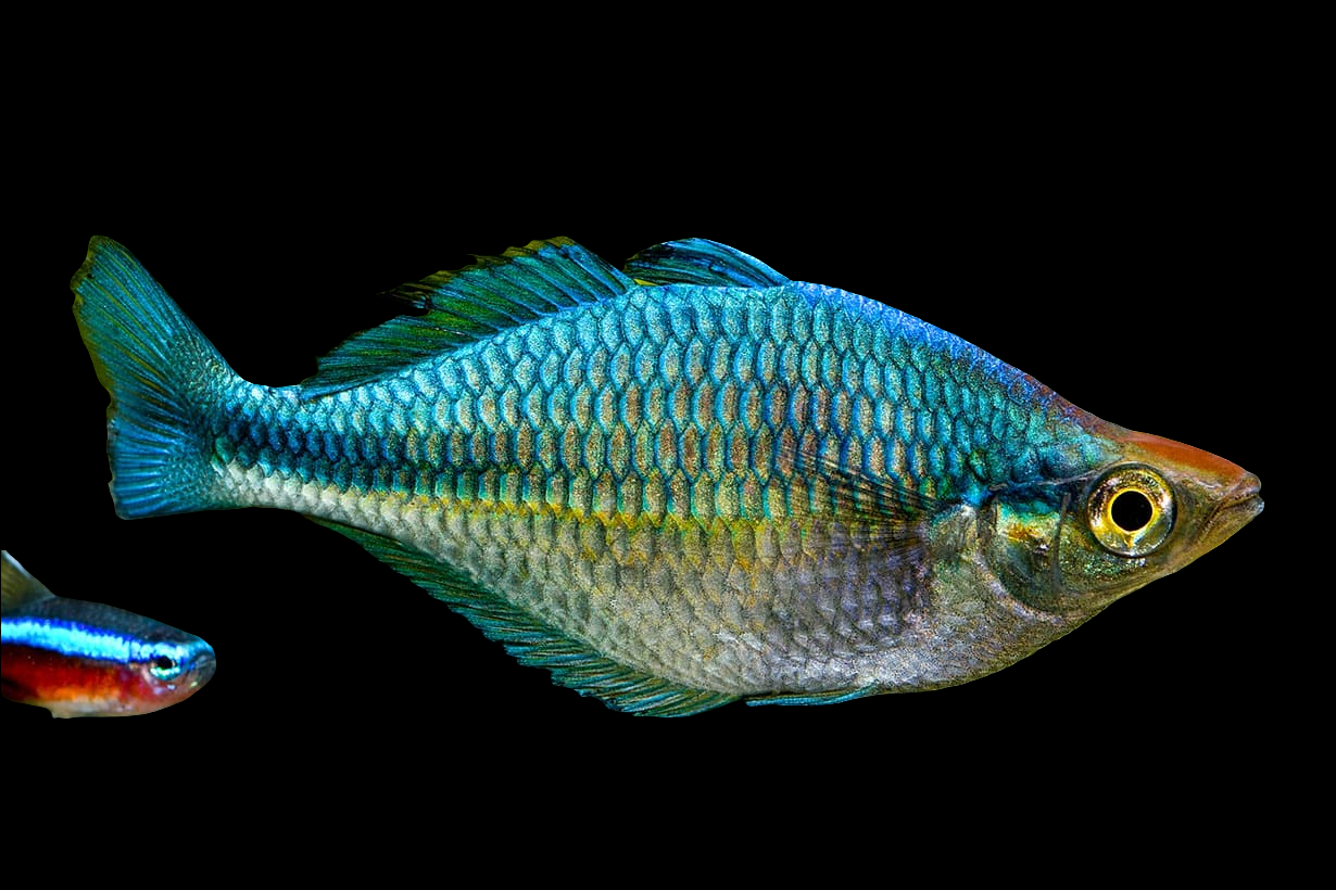 A Melanotaenia lacustris, known as Rainbow – Turquoise, showcases its shimmering blue, green, and silver scales centered on a black background. A smaller vivid red and blue fish is partially visible on the left.