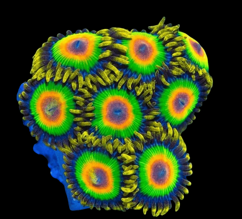 Close-up of vibrant Rasta Zoanthids displaying concentric rings of blue, green, yellow, orange, and red. They feature fringed tentacles and are clustered against a black background.