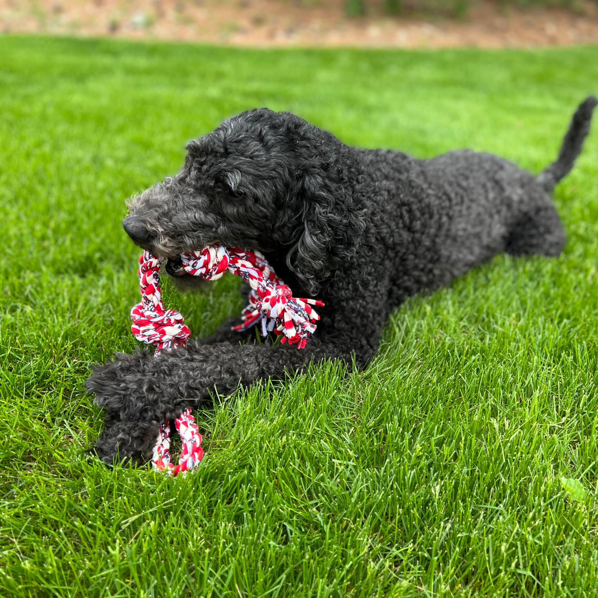 ReRope Medium Knotty with Tennis Ball Upcycled Fabric Rope Dog Toys