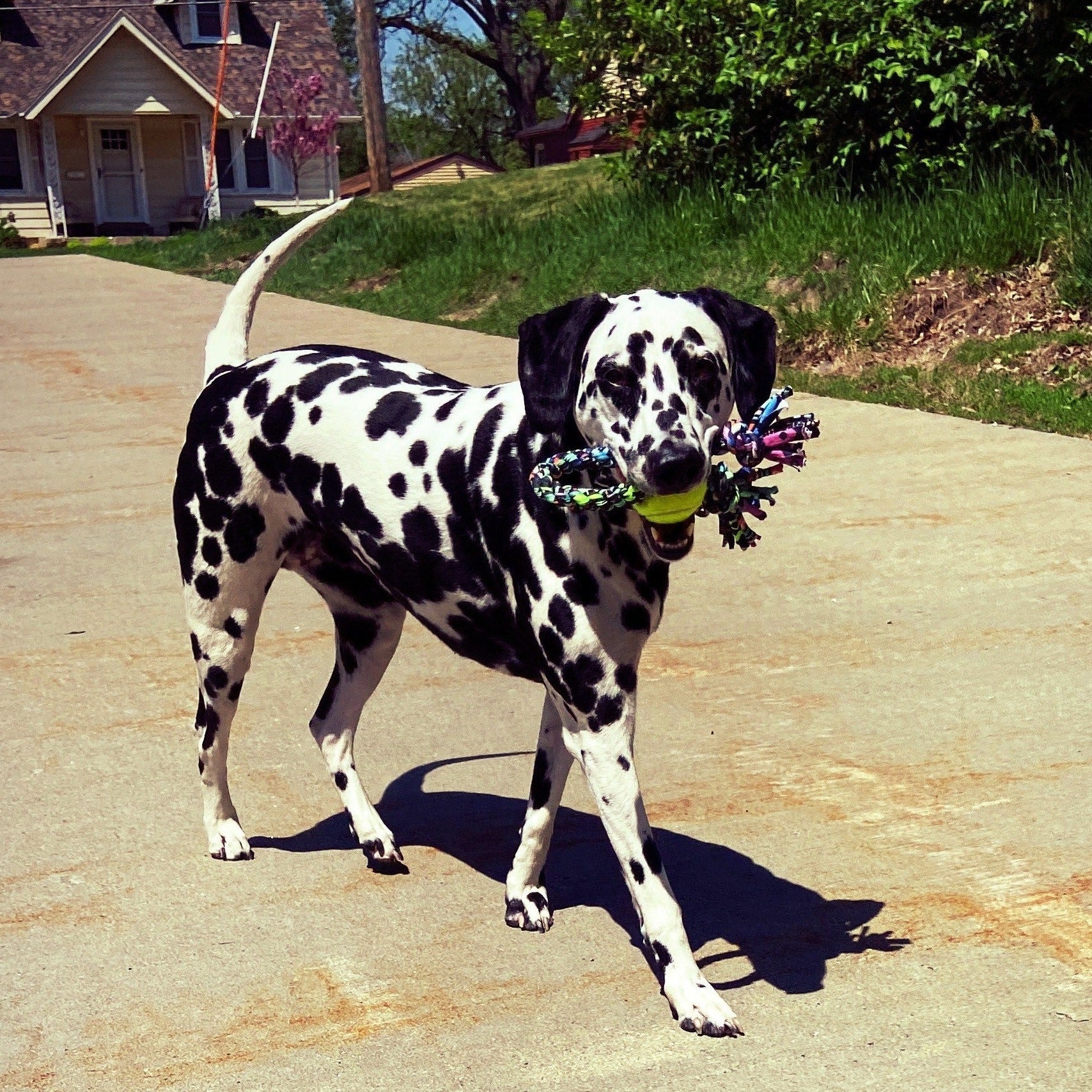 ReRope Small Looper with Tennis Ball Upcycled Fabric Rope Dog Toys