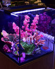 The AQUATOP Recife ECO 40 Gallon Tank & Stand Combo (Black) showcases colorful fish amid pink corals and greenery. It’s lit by a purple light, with biological filtration media highlighting the diverse textures and hues of the underwater scene.