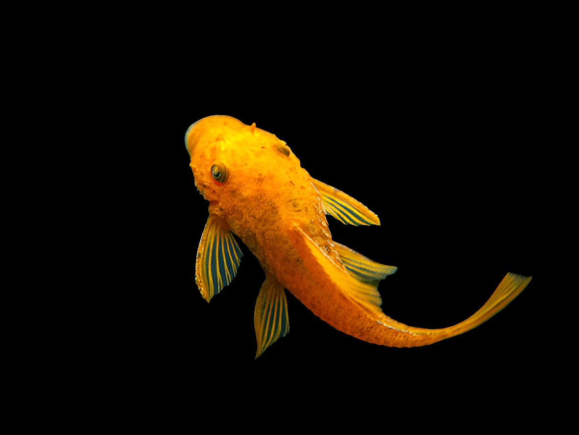 A Red Bristlenose Pleco with textured scales and long flowing fins swims against a solid black background.