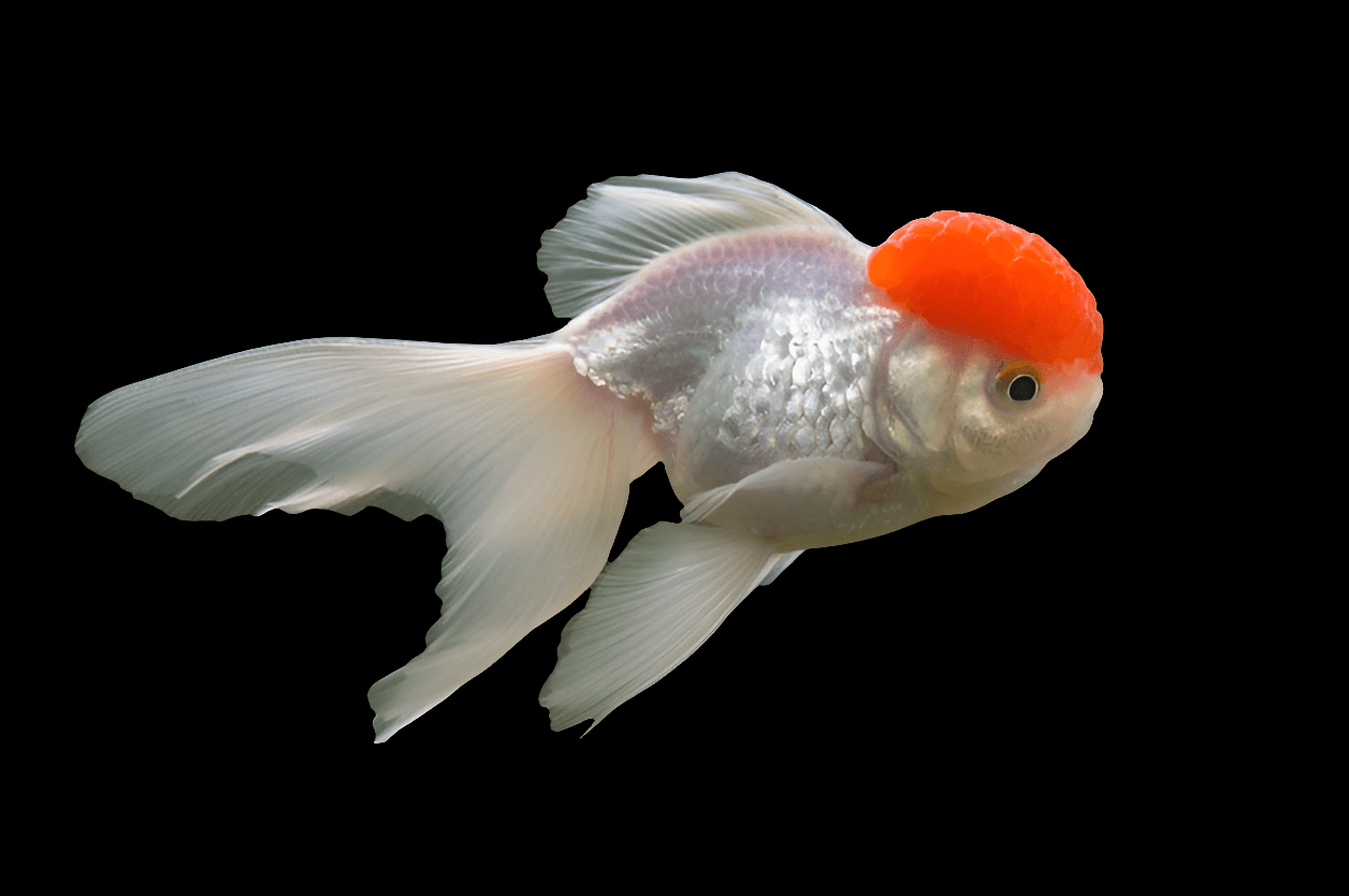 A Red Cap Oranda Goldfish, characterized by its white and silver body with flowing fins and a distinctive red cap on its head, swims against a dark background.