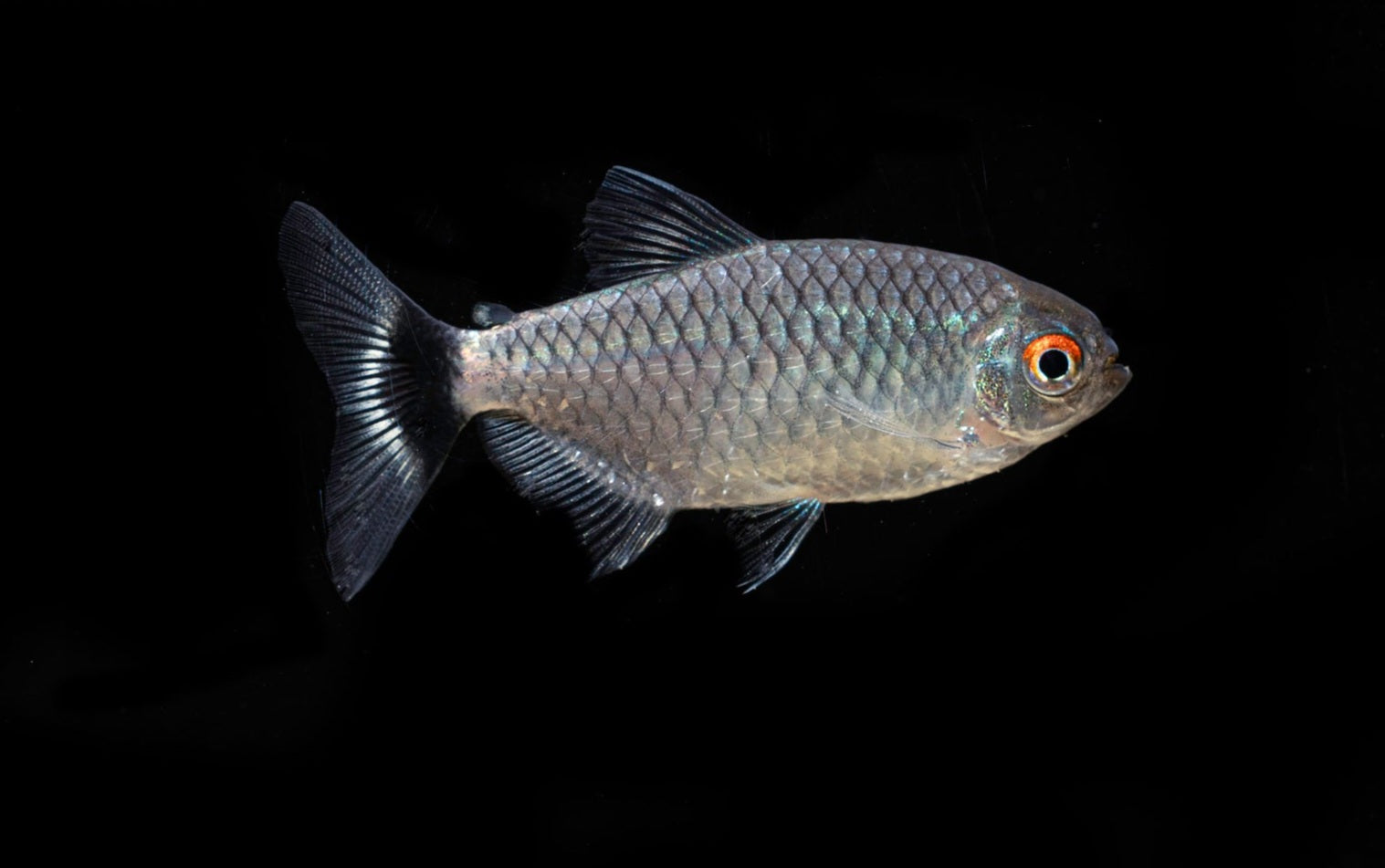 A close-up of the Red Eye Tetra—Moenkhausia Sanctaefilomenae—showcases its shimmering silver scales and vibrant red eye set against a black background. The fish displays a prominent dorsal fin and a forked tail, with subtle hints of blue and green along its body.