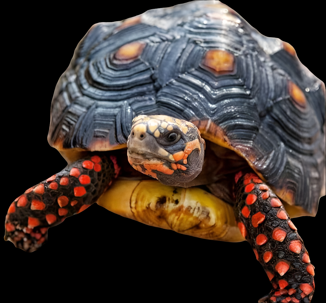 A close-up shows the Red Foot Tortoise (Chelonoidis carbonaria) with a patterned shell, black limbs adorned with red-orange scales, and a head marked by yellow and orange spots. The tortoise appears alert.