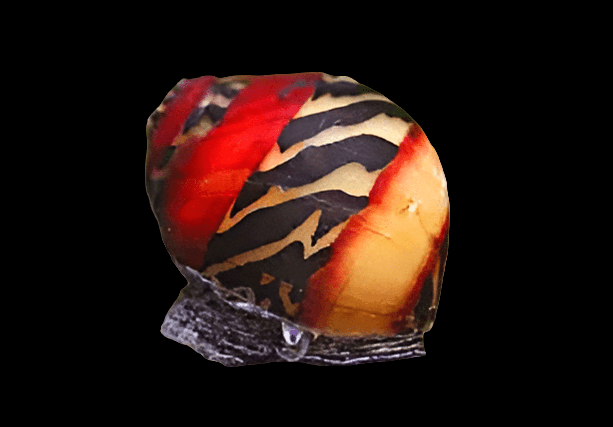 A small, glossy Red Racer Nerite Snail displaying bold red, orange, and black striped patterns against a plain black background.