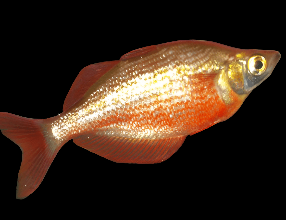 A close-up view of the Red Rainbow (Glossolepis Incisa), showcasing its vibrant orange and silver hues, streamlined body, and single dorsal fin, set against a plain black background.