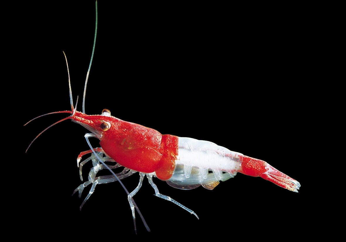 A close-up of a Red Rili Shrimp (Neocaridina Davidi) showcases its vibrant red head and tail, as well as its translucent white and red body. Set against a solid black background, the shrimp's long antennae and detailed legs stand out prominently.