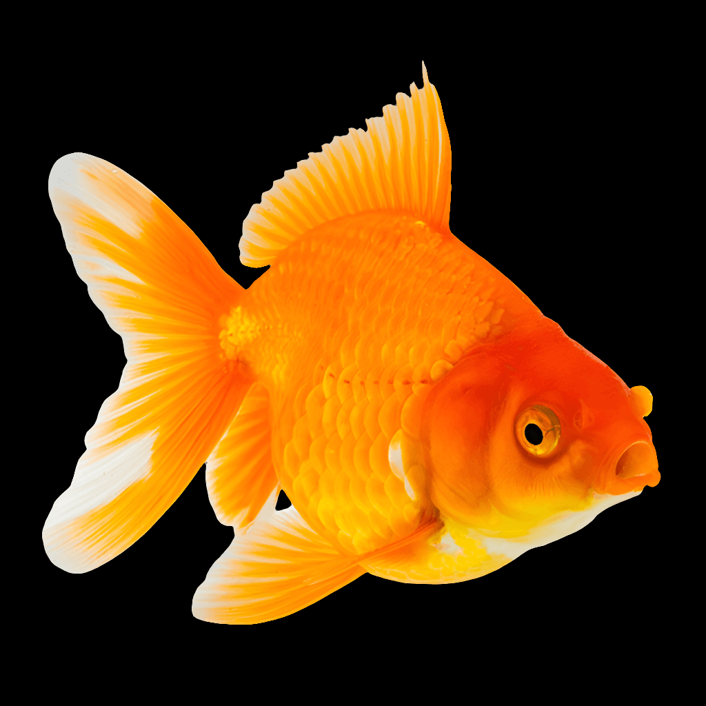 Against a plain background, a Red Ryukin Goldfish, adorned with bright orange scales and white-tipped fins, gracefully swims. Its round eyes and open mouth are apparent, highlighting the textured details of its fins and body.