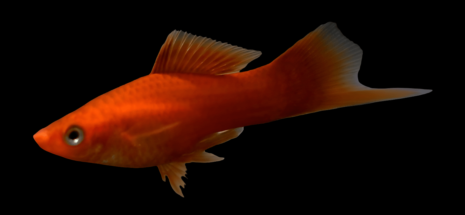 Against a black background, a striking Red Swordtail - Xiphophorus Helleri swims with its long, flowing fins. Its eye is prominently visible, and its scales glisten under the light.