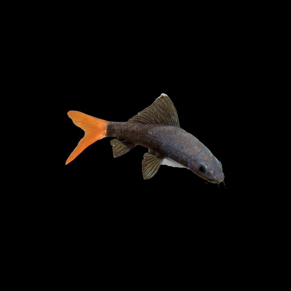 The Red Tail Shark (Epalzeorhynchos Bicolor), featuring a dark body with bright orange tail and fins, is swimming against a black background.