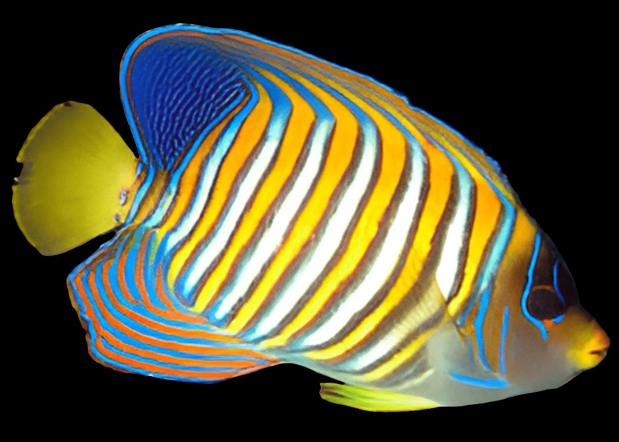 A Regal Angel - Pygoplites Diacanthus, featuring vibrant blue, orange, and yellow stripes, swims gracefully against a black background. Its fins are a striking bright yellow, complemented by distinct blue markings around its face.