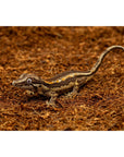 ReptiEarth Fine Coconut Fiber Mix; Ready to Use