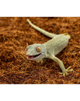 ReptiEarth Fine Coconut Fiber Mix; Ready to Use