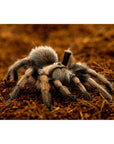 ReptiEarth Breeder Blocks and Bundles