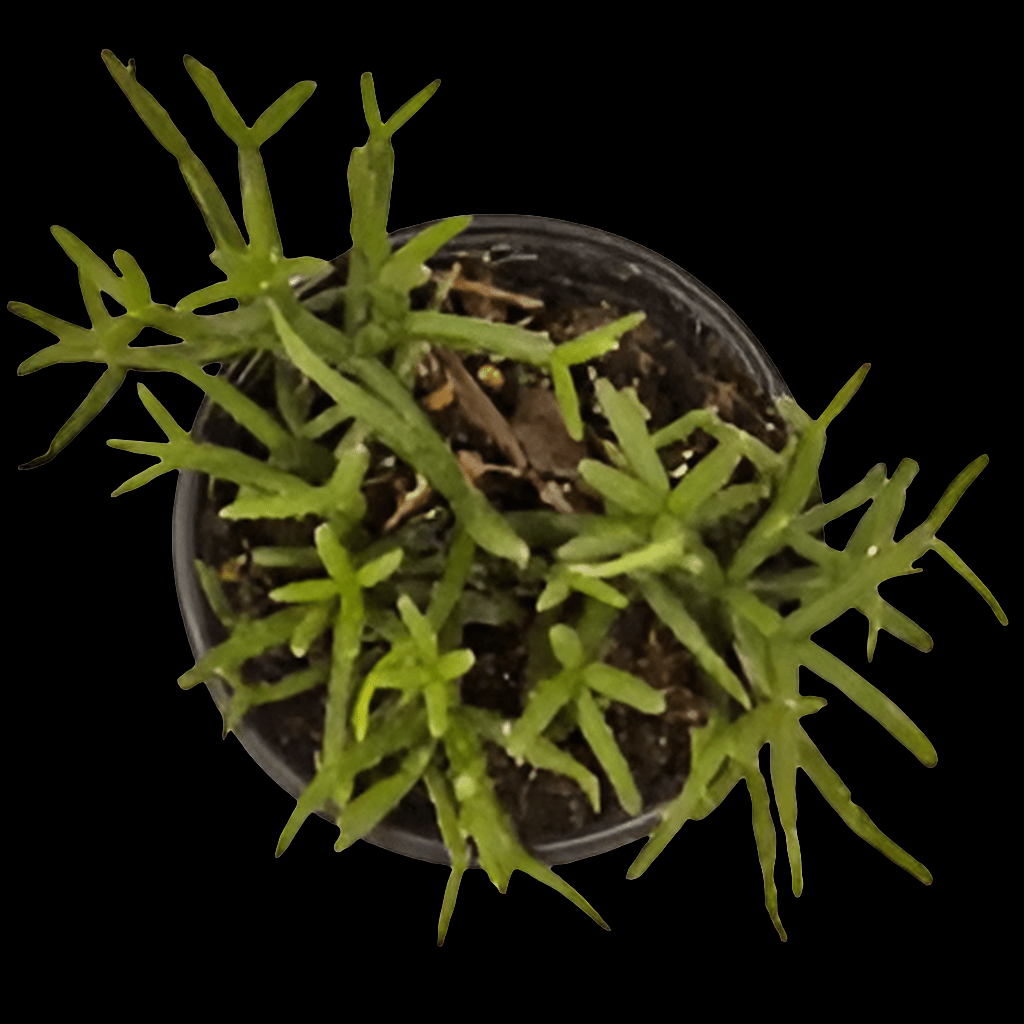 The Rhipsalis burchellii is a small potted succulent with thin, spiky green leaves that radiate outward from the center against a black background, reminiscent of a trailing cactus.