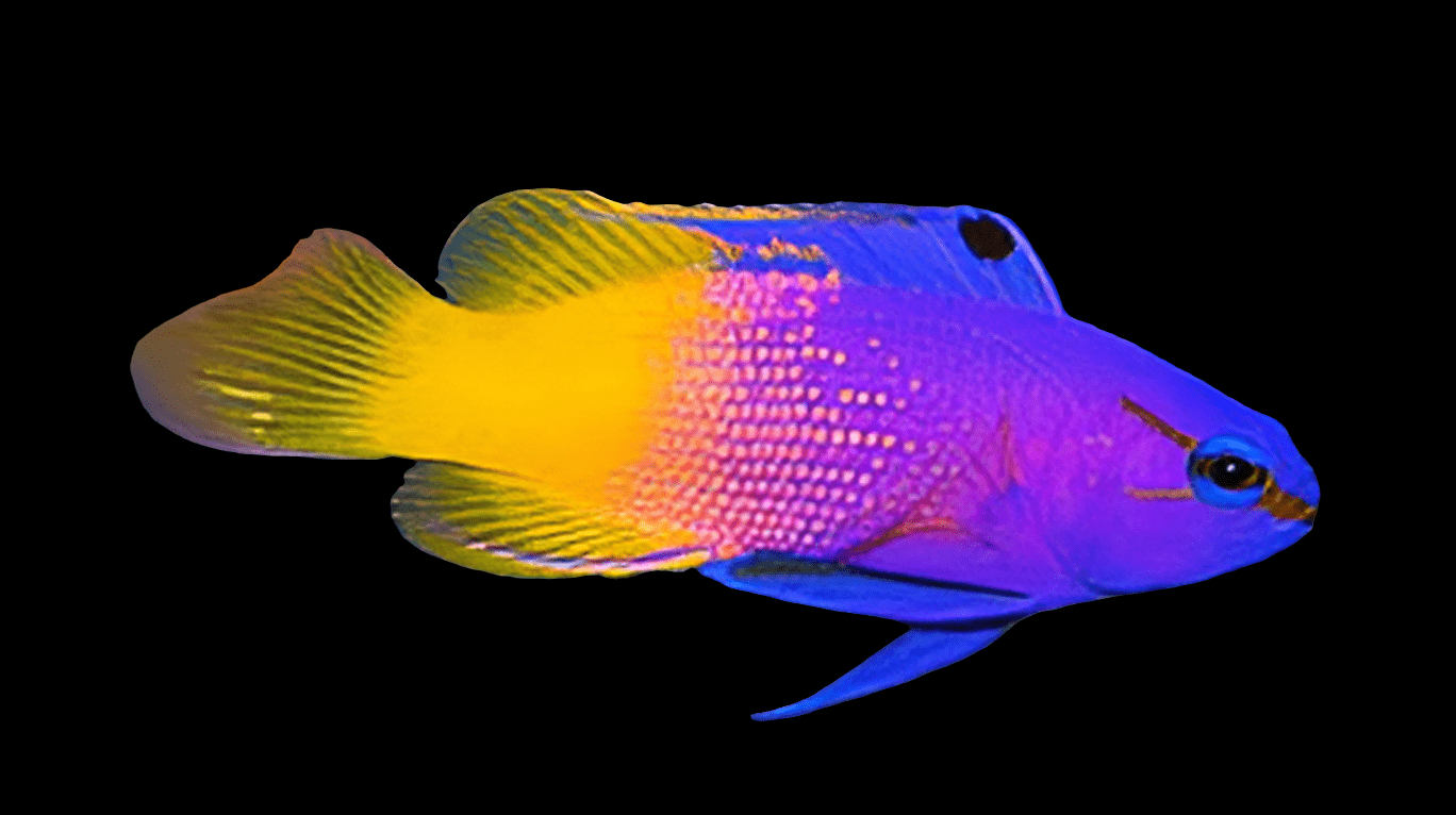 A Royal Gramma (Gramma Loreto) features a vibrant deep blue head and fins that transition to a bright yellow midsection and tail, set against a black background, with a small black spot near its upper fin.