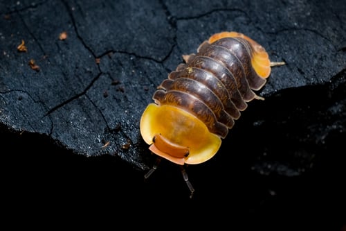 A close-up of a Cubaris sp., also known as the Rubber Ducky Isopod, featuring its segmented brown and orange shell. It is perched on a textured dark surface, with its detailed body structure accentuated against the contrasting background, thriving in a high humidity environment.