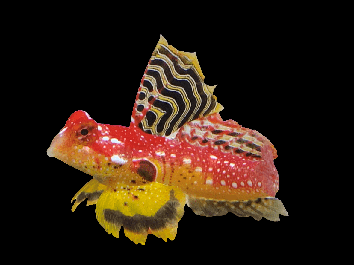 The Ruby Red Dragonette - Synchiropus sycorax is ideal for a home aquarium, showcasing vivid red, yellow, and white markings. Its striking patterned fins look like wings against a dark background, making it an exotic gem similar to the Jolo Island fish.